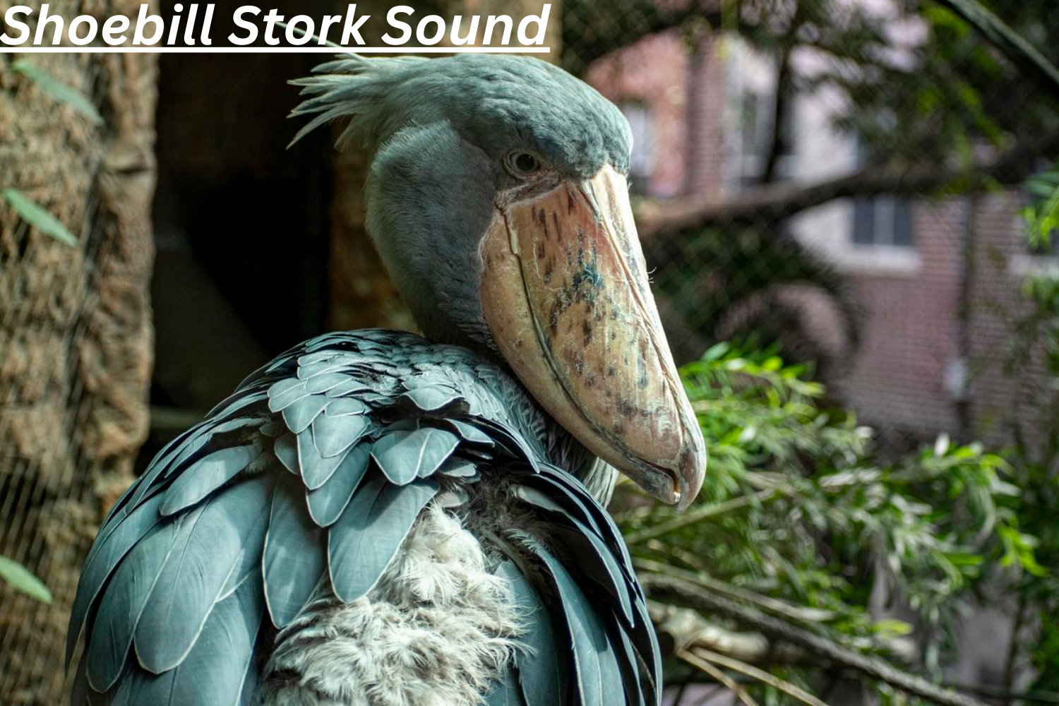 Shoebill Stork Sound